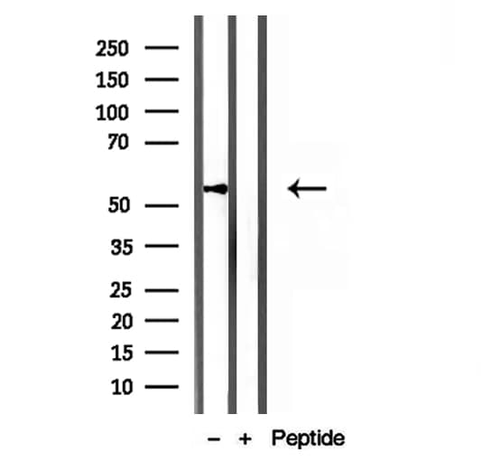 KMO Antibody