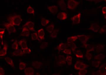 MRPL21 Antibody