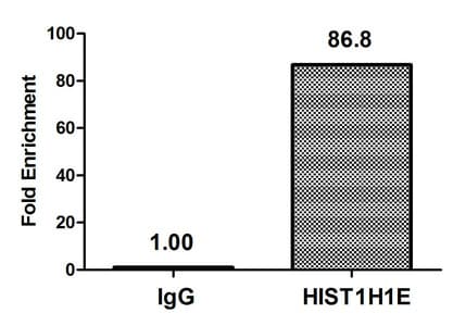 HIST1H1E Antibody