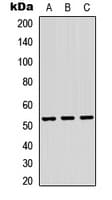TRMT11 Antibody (C-Terminus)