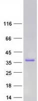 Human CEACAM19 Protein (Recombinant Myc-DDK (Flag))