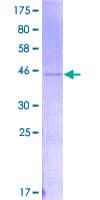 Human IFN Gamma / Interferon Gamma Protein (Recombinant GST)
