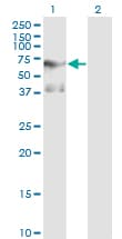 Monoclonal Mouse anti-Human PLK1 / PLK-1 Antibody (clone 2G12, IF, WB)