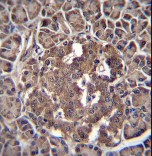 RBPJL Antibody (aa8-36)