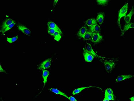 Putative uncharacterized protein C2orf46; Antibody