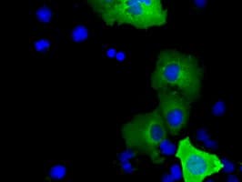 p66 / SHC Antibody (clone OTI3H1)