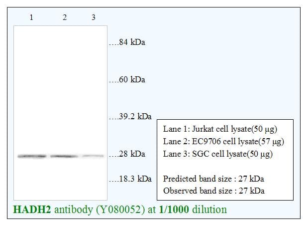 Polyclonal Rabbit anti-Human HSD17B10 / HADH2 Antibody (WB)