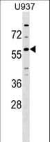 Polyclonal Rabbit anti-Human GPR75 Antibody (aa396-425, WB)