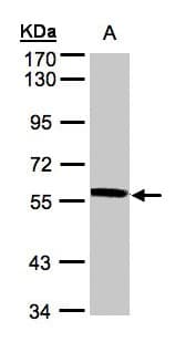 IHC-plus™ XPNPEP3 Antibody (aa12-507)