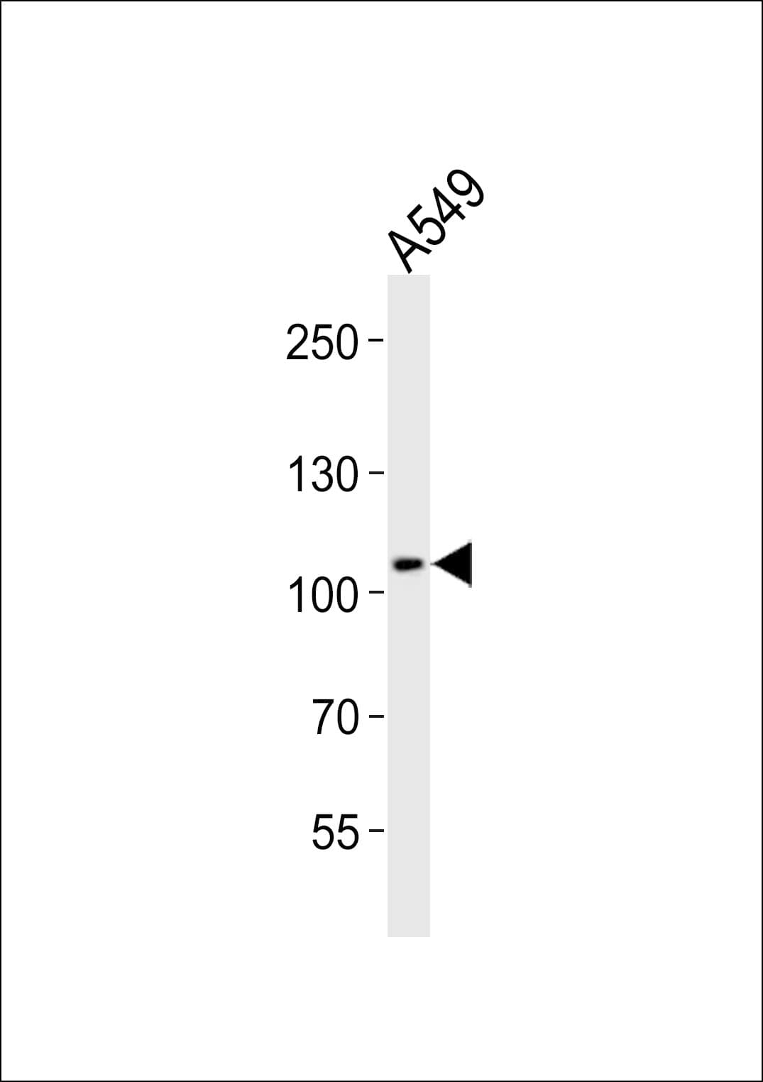COG1 Antibody (aa887-920)