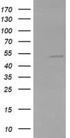 ZSCAN21 / Zipro1 Antibody (clone OTI2F5)