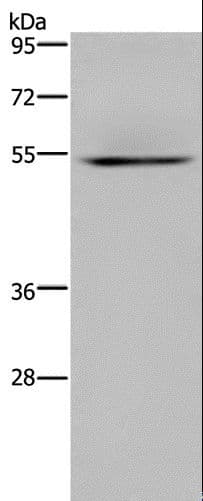 HYAL3 Antibody
