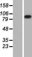 LRRC8A / LRRC8 Protein (Over-Expression Lysate Myc-DDK (Flag))