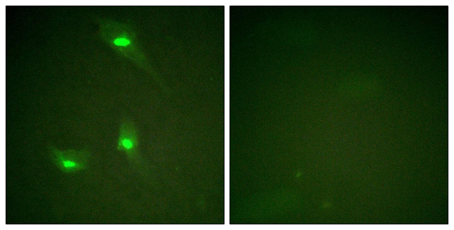 RACGAP1 / MGCRACGAP Antibody (phospho-Ser387)