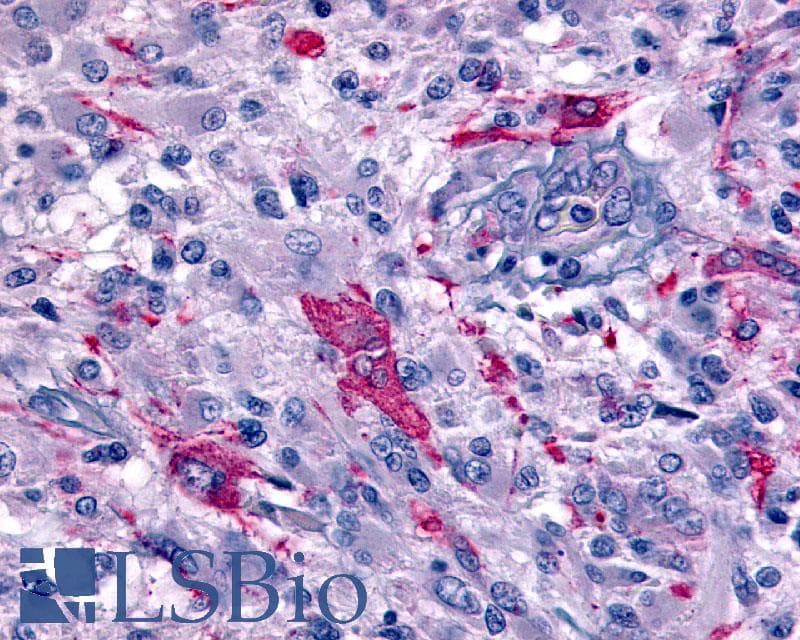 IHC-plus™ GPR45 Antibody (Extracellular Domain)