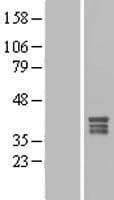 MPPED1 Protein (Over-Expression Lysate Myc-DDK (Flag))