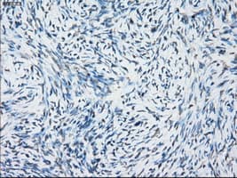 TSC501 / NAT8 Antibody (clone OTI5A8, Carrier-free)