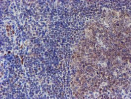 ELK3 / NET Antibody (clone OTI1H3)