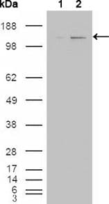ABL2 Antibody (aa288-539, clone 1H1)