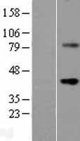 WNT9B / WNT15 Protein (Over-Expression Lysate Myc-DDK (Flag))
