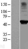 RRP9 Protein (Over-Expression Lysate Myc-DDK (Flag))
