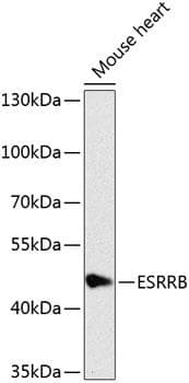 ESRRB / ERR Beta Antibody