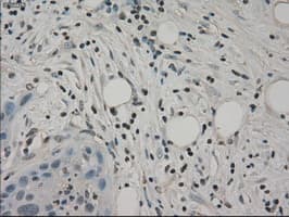 SLC2A5 / GLUT5 Antibody (clone OTI11D11, Carrier-free)