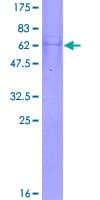 Human SUCLG1 / GALPHA Protein (Recombinant GST)