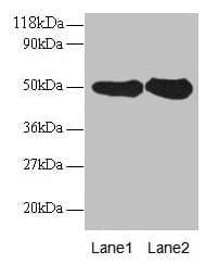 DDOST / OST48 Antibody