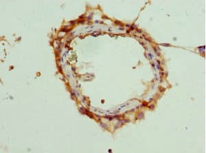 DEDD Antibody