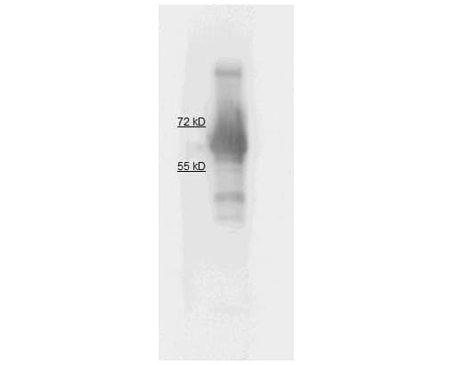 ALPI / Alkaline Phosphatase Antibody (Liquid)