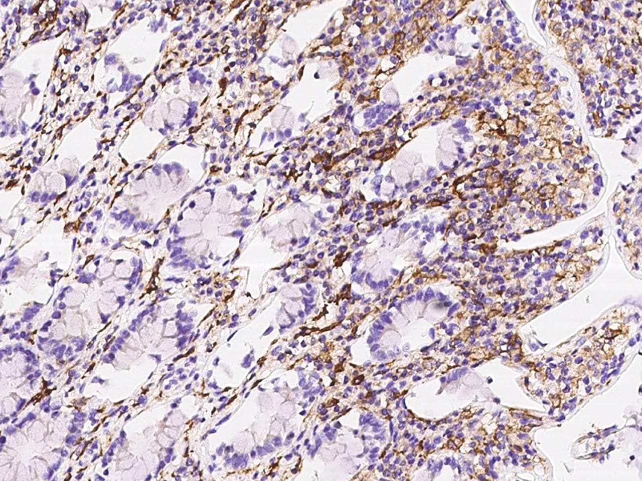 LILRB5 / LIR8 Antibody