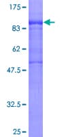 Human POLR3E / SIN Protein (Recombinant GST)