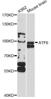 ATF6 Antibody