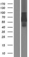 Human EPOR / EPO Receptor Protein (Over-Expression Lysate Myc-DDK (Flag))