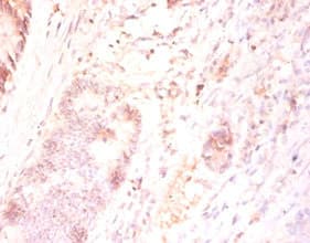 FAM110B / C8orf72 Antibody