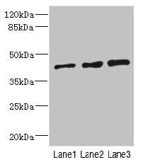 ZNF191 / ZNF24 Antibody