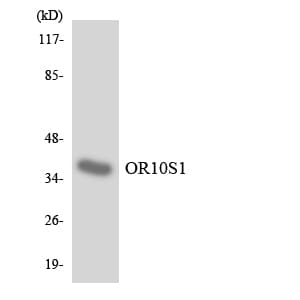 Polyclonal Rabbit anti-Human OR10S1 Antibody (aa194-243, WB)