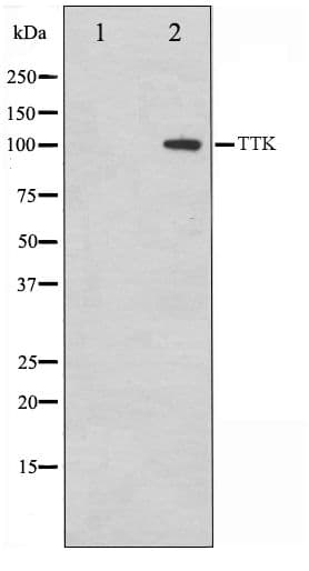 MPS1 / TTK Antibody