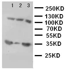 Polyclonal Rabbit anti-Mouse IBSP / Bone Sialoprotein Antibody (aa305-324, IHC, WB)