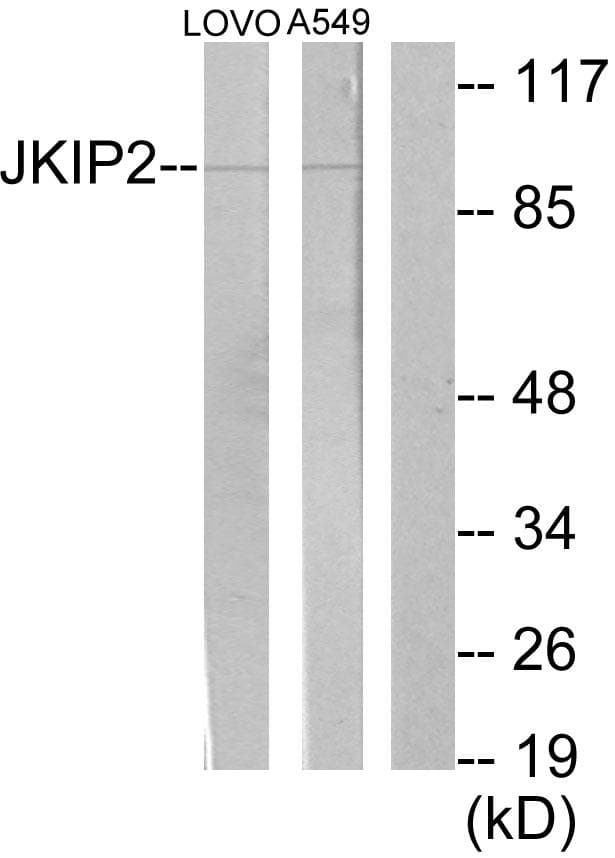 JAKMIP2 Antibody
