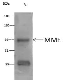 MME / CD10 Antibody (aa52-750, Preservative Free)