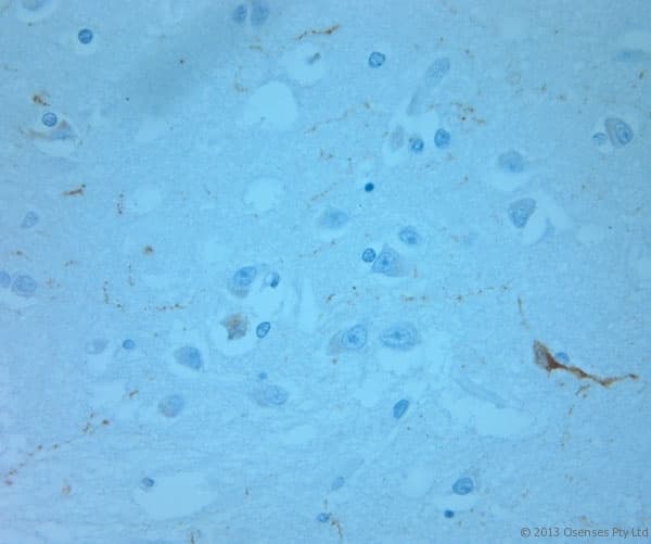 REEP6 Antibody (aa2-50)