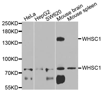 WHSC1 / NSD2 Antibody