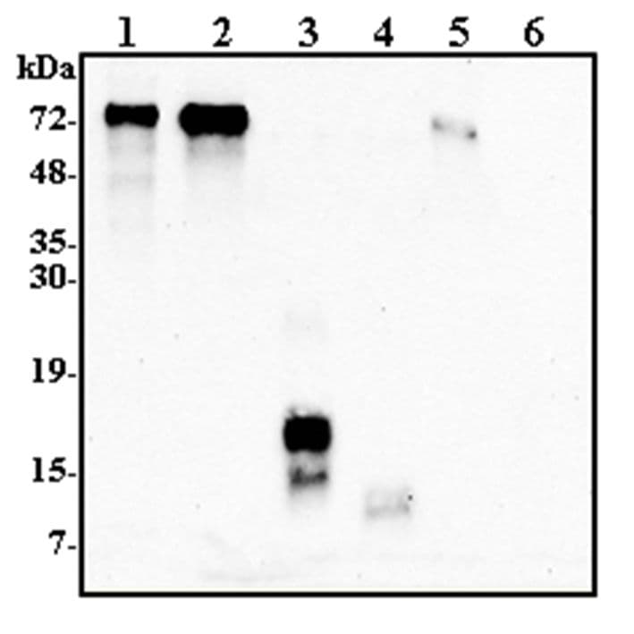 IHC-plus™ GRN / Granulin Antibody
