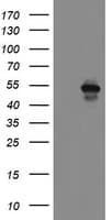 MEIS3 Antibody (aa1-261, clone OTI1B2)