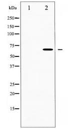 CDC25B Antibody