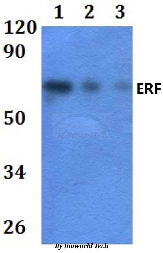 ERF / PE2 Antibody