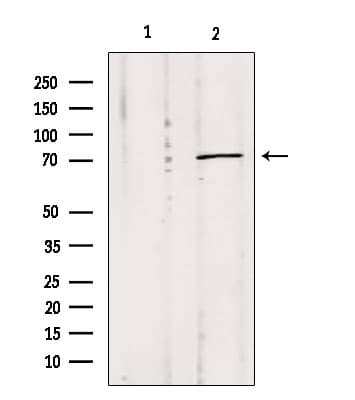 MPP5 Antibody