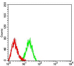 ALCAM / CD166 Antibody (clone 2F1B12)
